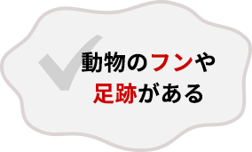 動物のフンや足跡がある