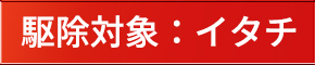 駆除対象：イタチ