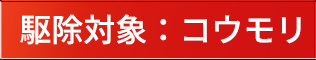 駆除対象：コウモリ